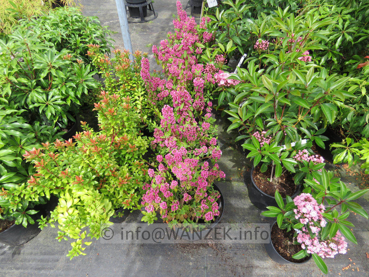 Kalmia angustifolia Rubra 002.JPG